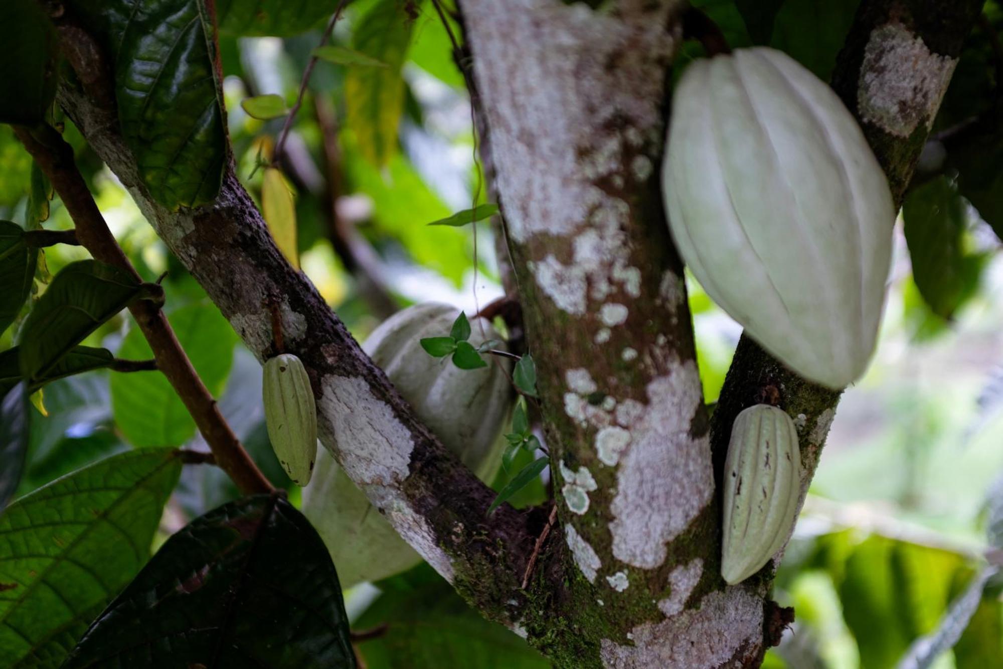 Essence Arenal Spa & Yoga El Castillo Ngoại thất bức ảnh