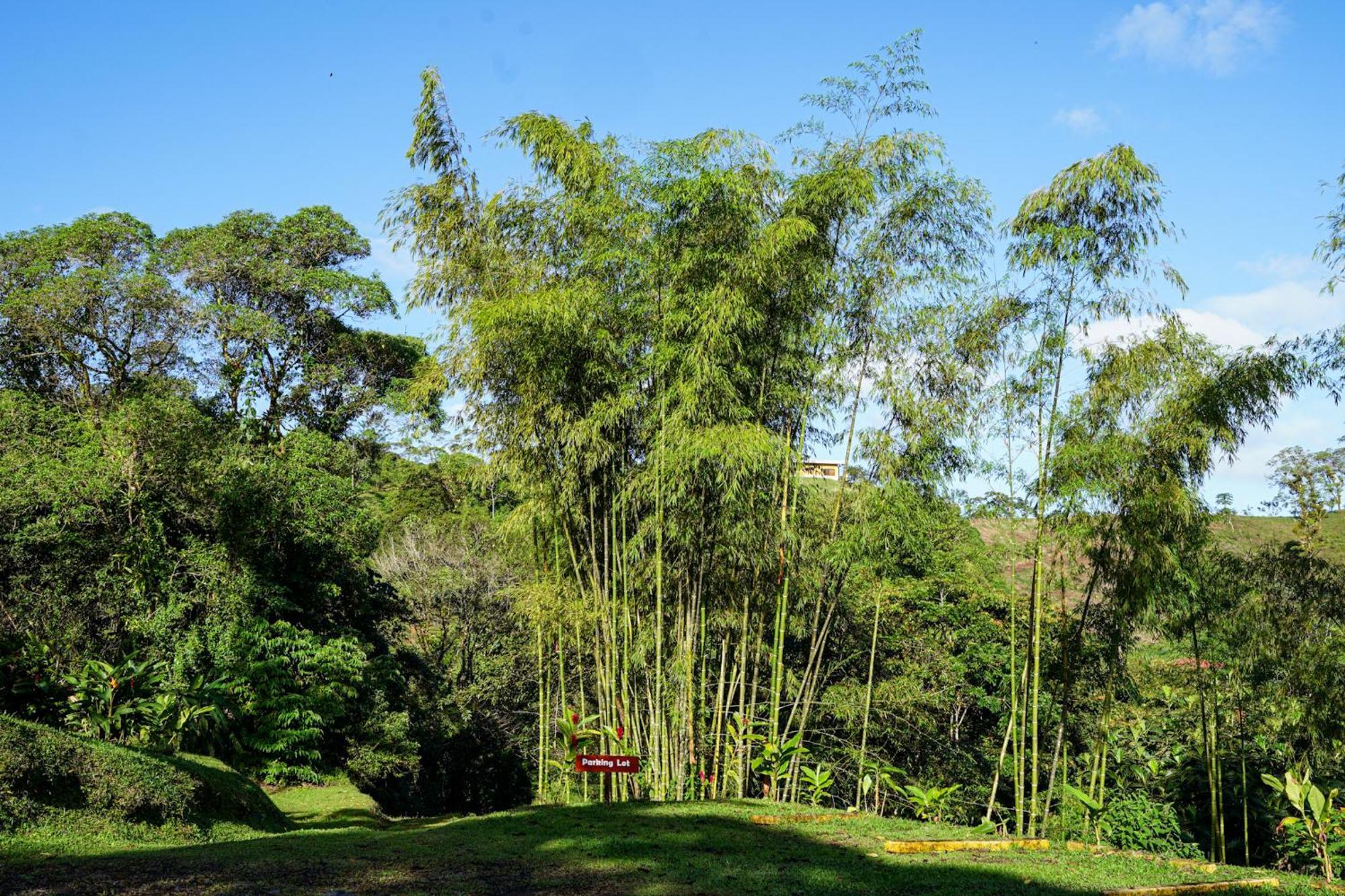 Essence Arenal Spa & Yoga El Castillo Ngoại thất bức ảnh